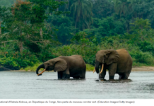 RDC : Le projet visant à créer la plus grande réserve forestière tropicale du monde serait bénéfique pour la planète peut-il réussir ?