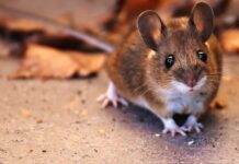 Australie : nouvelle invasion de souris