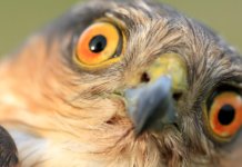 Les oiseaux se masturbent, et c’est parfaitement normal