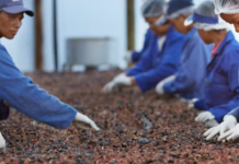 Afrique : la Chine finance les agriculteurs mais pas la transformation ni le stockage des aliments