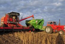 Argentine : le désordre mondial devient une politique agricole involontaire