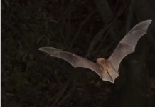 Les chauves-souris d’Afrique pourraient survivre au changement climatique